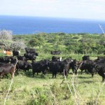 Maui Road Trip: Running of the Bulls