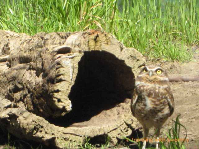 Burrowing Owl at CuriOdyssey in San Mateo, California -- things to do south of San Francisco