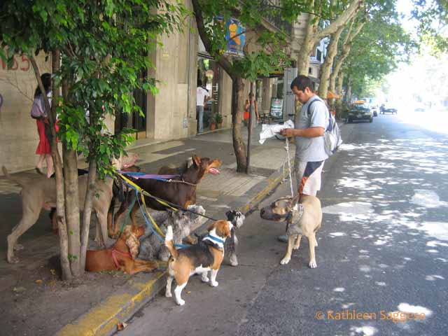 Dog walker in Buenos Aires, Argentina