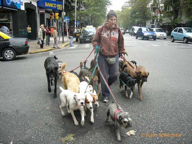 Dog walker in Buenos Aires, Argentina