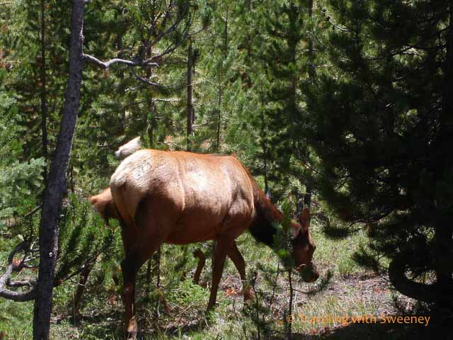 elk at yellowstone national park