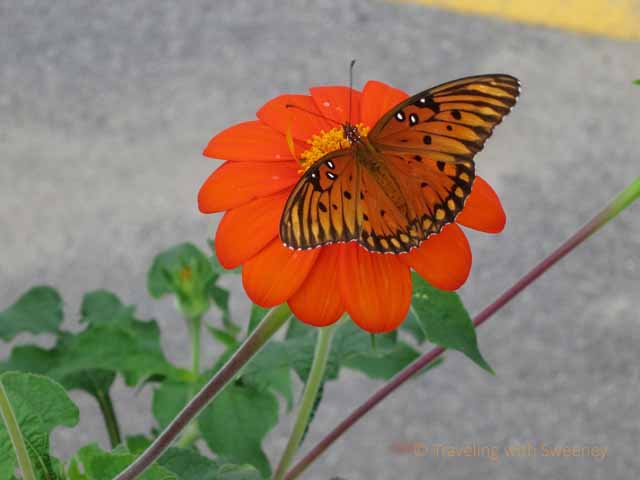 "Butterfly in Charleston"