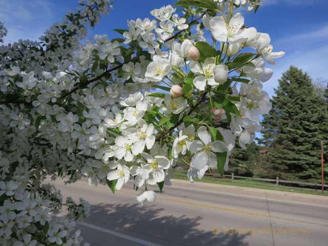 "Lovely spring blossoms in Wisconsin"