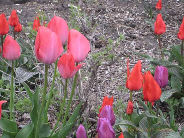 "Pretty in pink, spring flowers in Oak Park, Illinois"