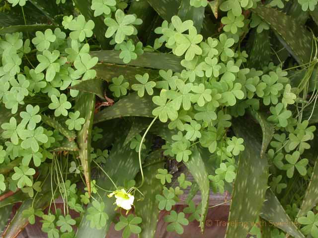 "Greenery of the season - Clover and cactus" 