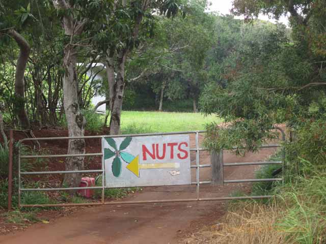 "Nuts sign pointing to the Macadamia Nut Farm, Molokai"