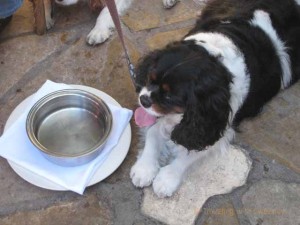 "Dog with water bowl in front of a restaurant in Carmel, California"