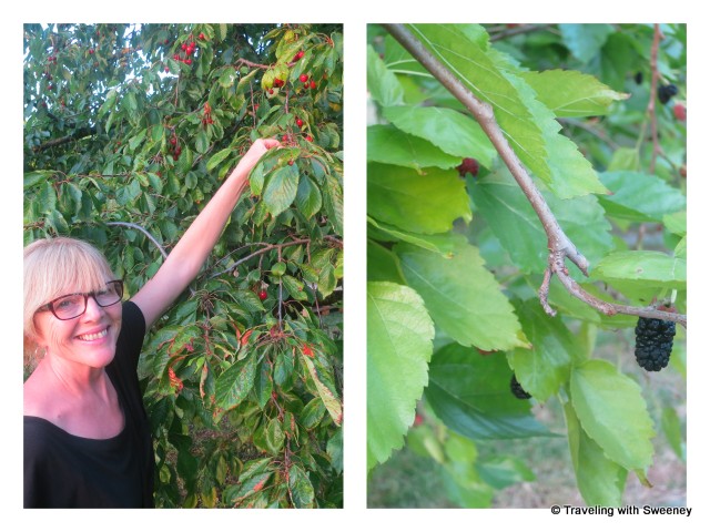 "Picking berries at Collina dei Poeti, Santarcangelo, Italy"