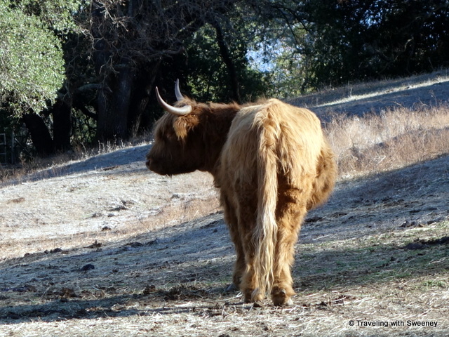 "Scottish Highland bull  on the Mayacamas Estate of Long Meadow Randy Winery"