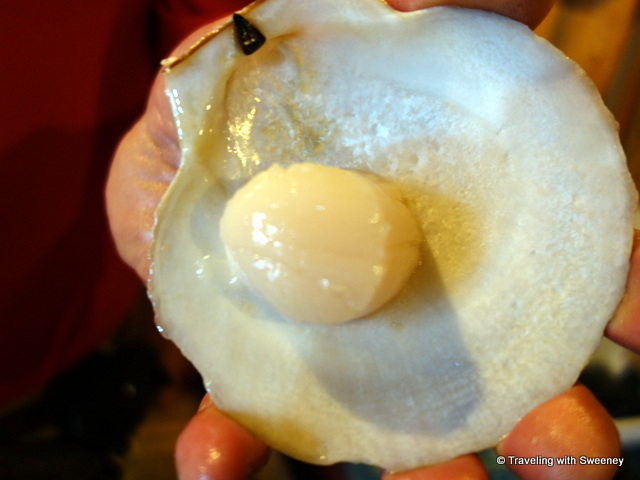 "Freshly shucked scallop, raw in the shell"