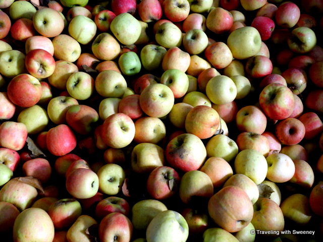 An abundance of beautiful apples in El Dorado County