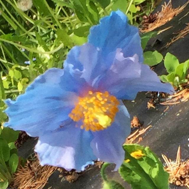 The rare Himalayan Blue Poppy at Reford Gardens, Grand-Metis, Quebec