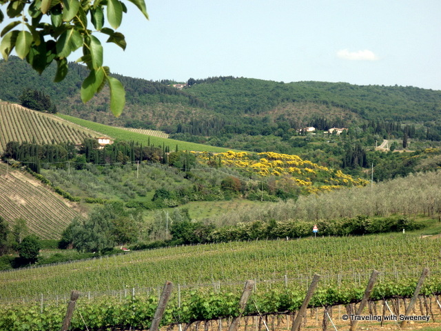 Vineyards and olive groves in the Chianti hills of Tuscany