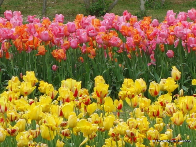 Tulips in season -- a visit to Parco Giardino in April