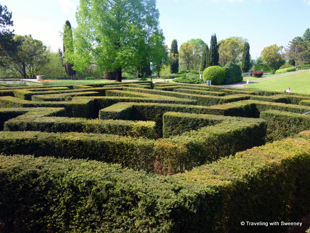 The maze of 1500 sculpted yew trees at Parco Sigurtà