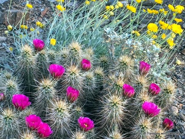 Blooming cactus flowers can be seen throughout the Sonoran Desert in spring