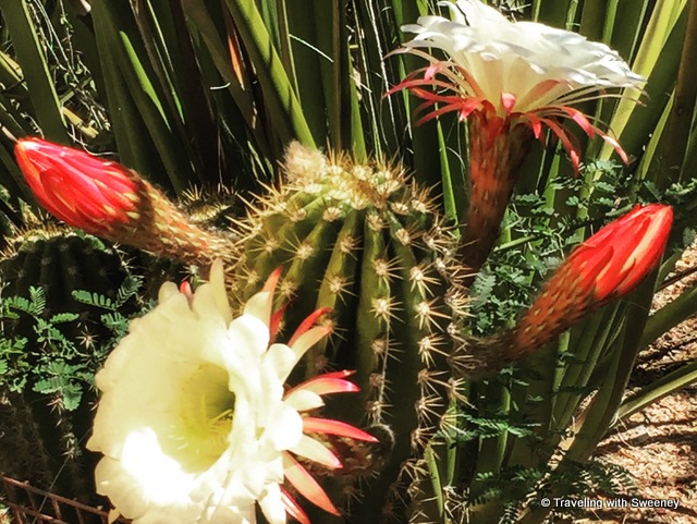 Blooming cactus at Desert Botanical Garden in Phoenix