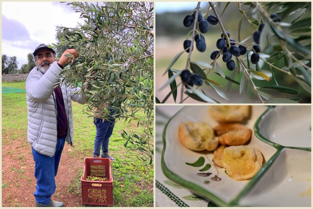 Corrado Rodio of Antica Masseria Brancati; olives and olive oil tasting -- photos on the right by Federica Donadi