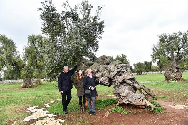 Over 3,00o-year-old olive tree still producing olives at Antica Masseria Brancati in Ostuni, Puglia, Italy -- Photo by Federica Donadi