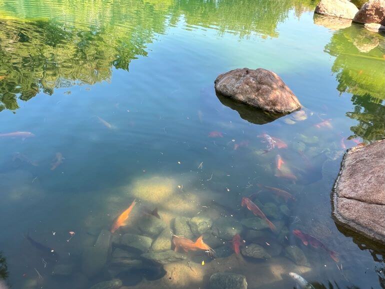 Koi in pond at the Japanese Friendship Garden in Phoenix, Arizona